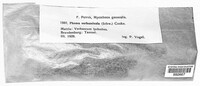 Sclerophomella verbascicola image